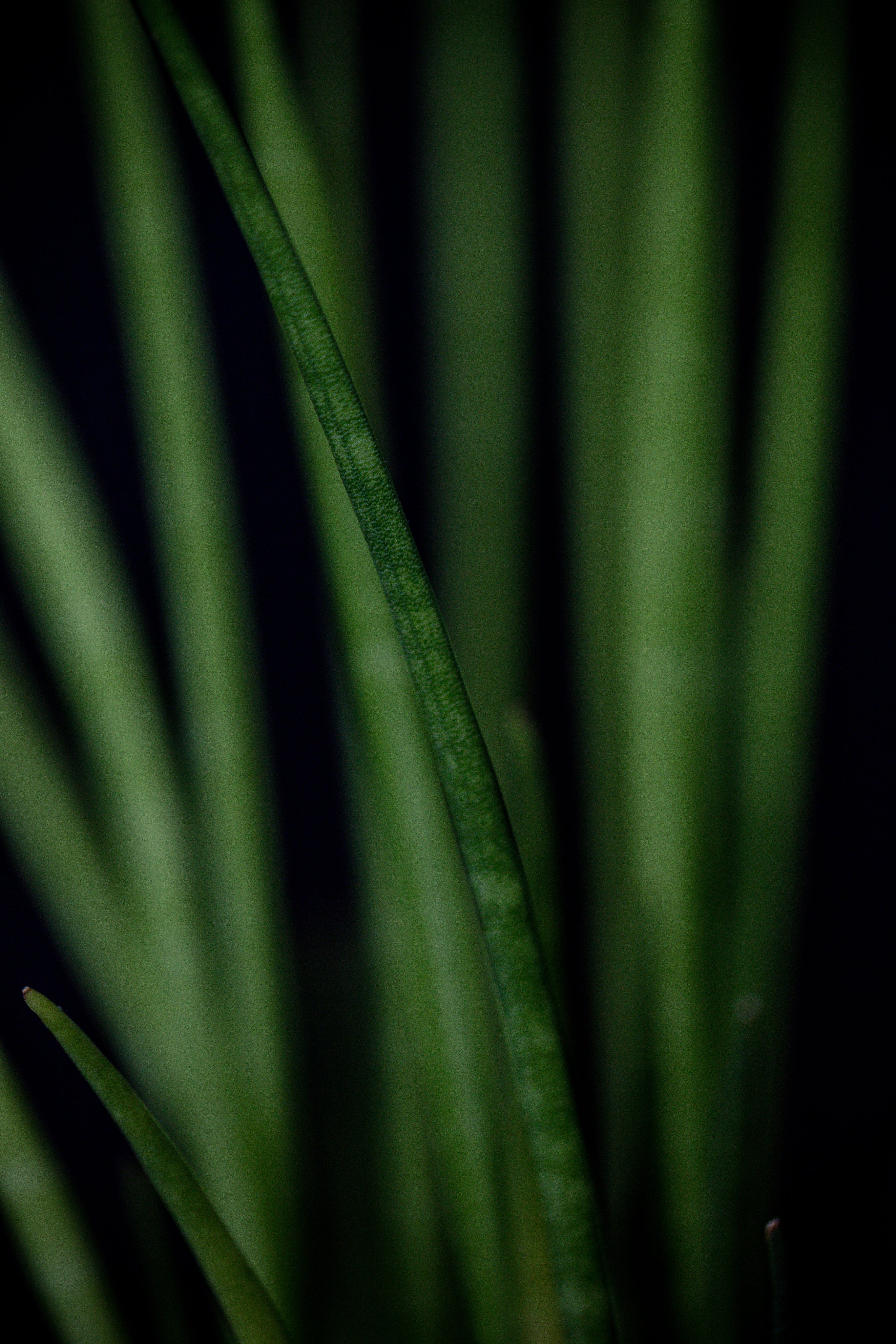 Kreatives Ambiente und Fokus auf Details: Dunkle Natur-Fotografie – Lassen Sie uns über Ihr Projekt in Mühldorf a. Inn und Umgebung sprechen – geschmacksRaum® WERBEAGENTUR