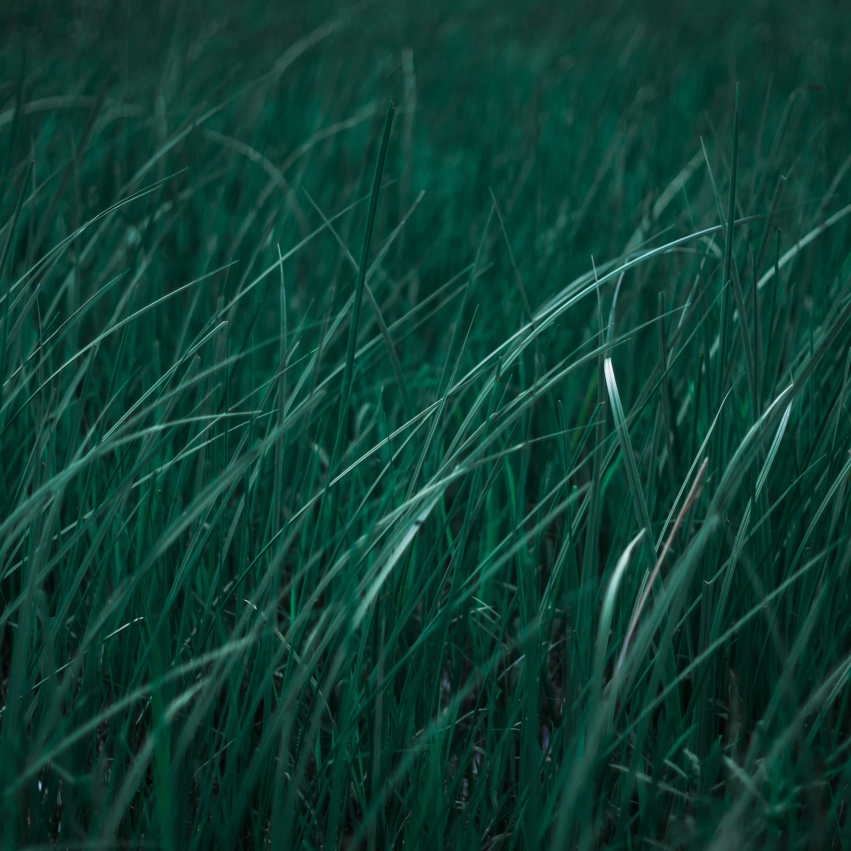 Moody Design-Ästhetik: Detailaufnahme von Grashalmen – geschmacksRaum® WERBEAGENTUR – Ihr Partner für Branding, Design, Kampagnen und digitale Erlebnisse