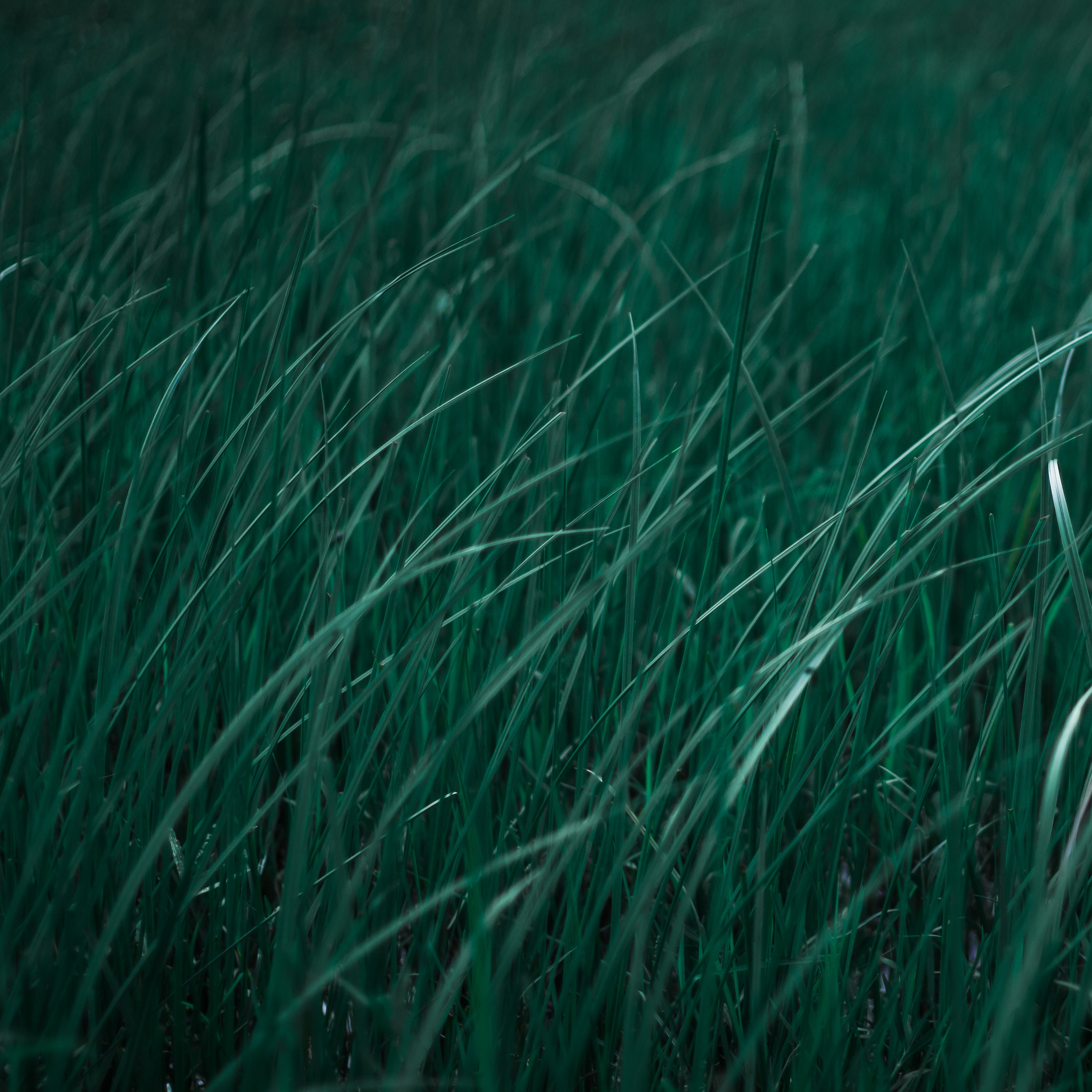 Moody Design-Ästhetik: Detailaufnahme von Grashalmen – geschmacksRaum® WERBEAGENTUR – Ihr Partner für Branding, Design, Kampagnen und digitale Erlebnisse