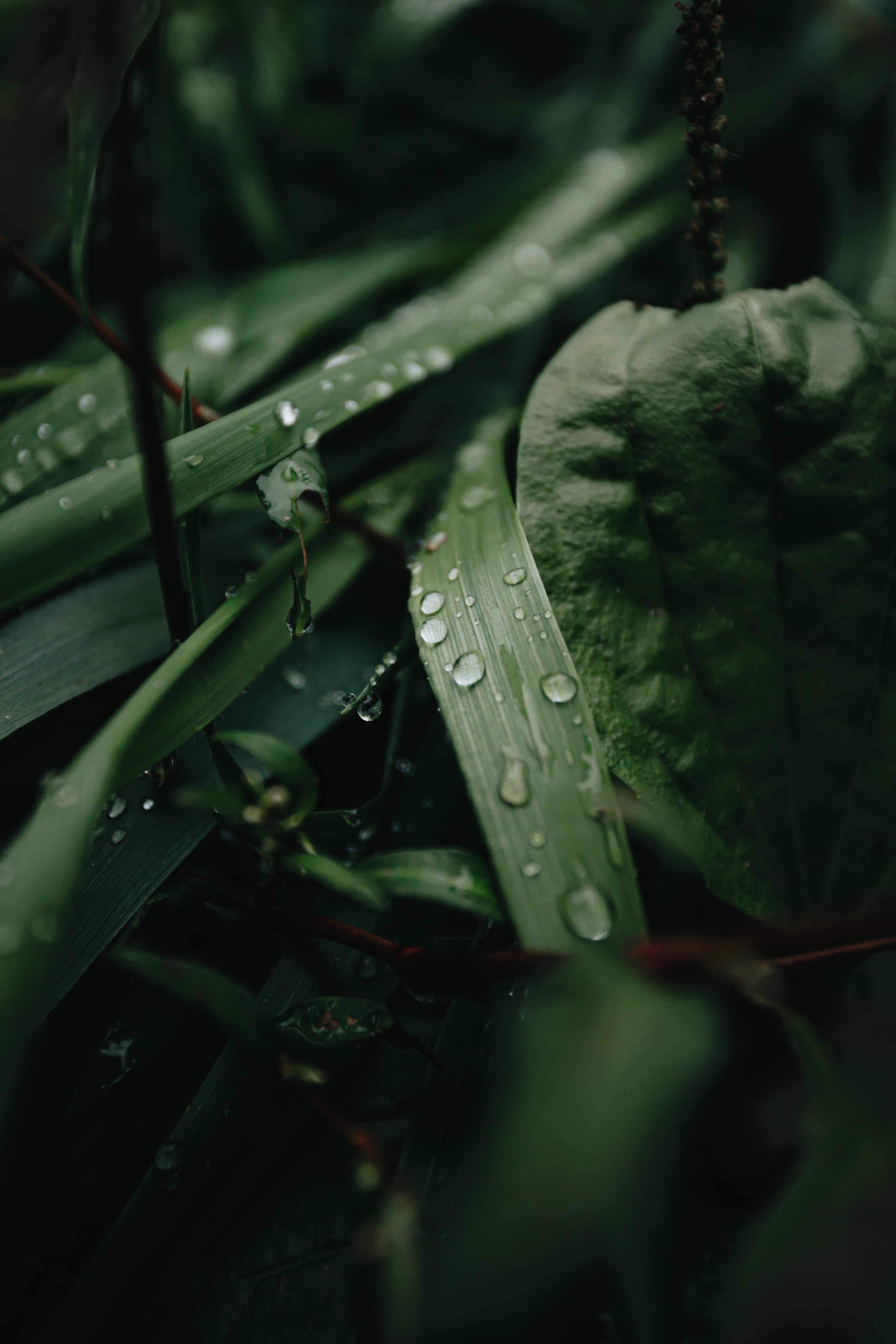 Moody Design-Ästhetik: Detailaufnahme von Blättern mit Regentropfen – geschmacksRaum® WERBEAGENTUR – Ihr Partner für Branding, Design, Kampagnen und digitale Erlebnisse