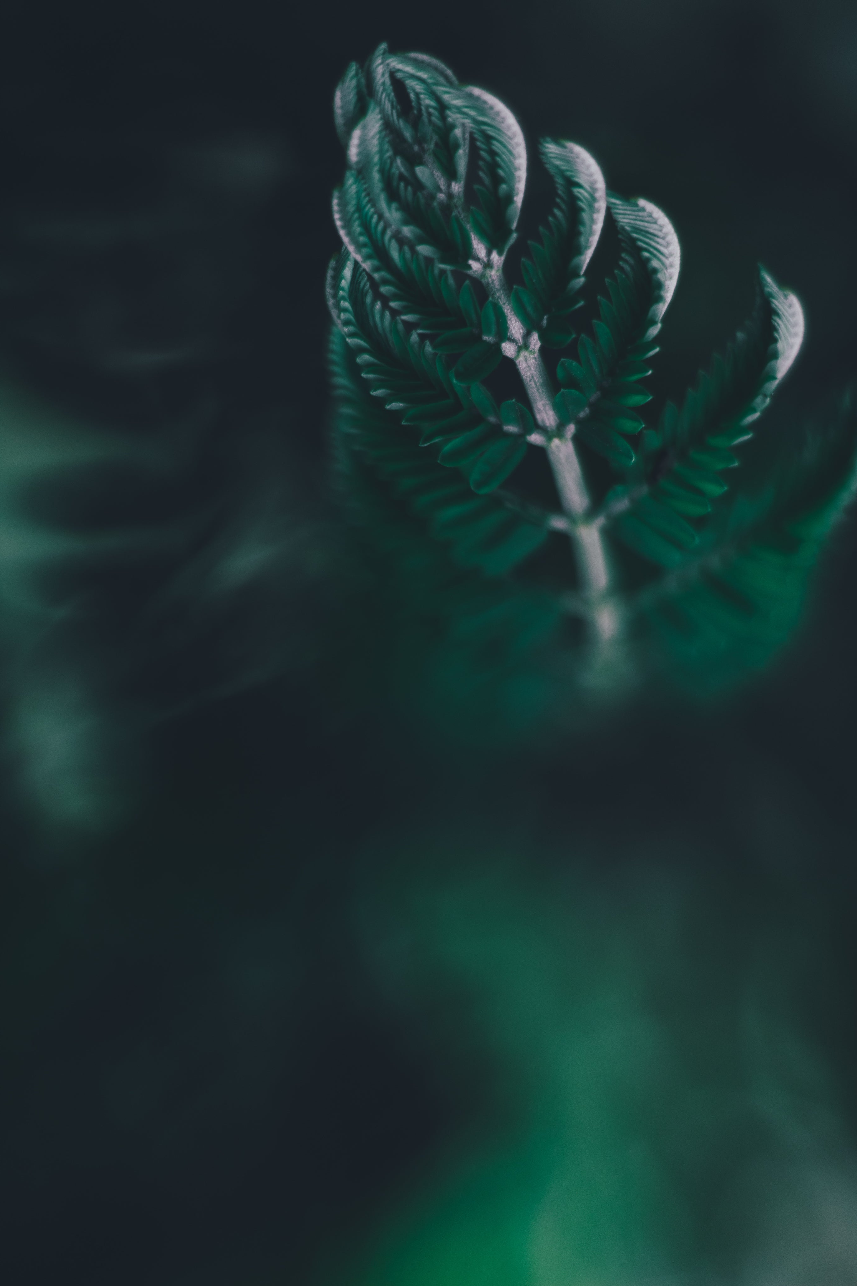 Moody Design-Ästhetik: Detailaufnahme von Blättern – geschmacksRaum® WERBEAGENTUR – Ihr Partner für Branding, Design, Kampagnen und digitale Erlebnisse