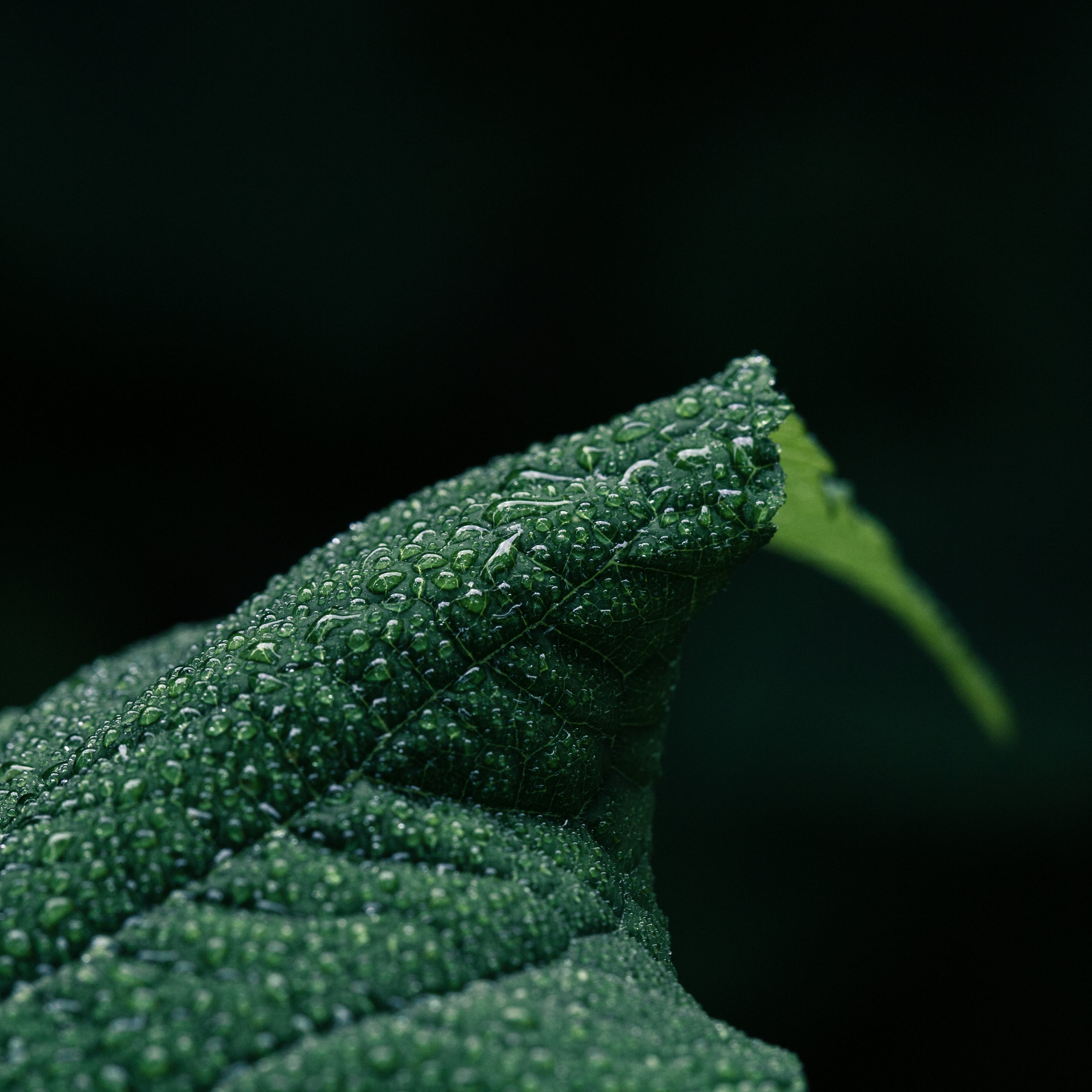 Design-Ästhetik: Detailaufnahme von Blättern mit Regentropfen – geschmacksRaum® WERBEAGENTUR – Ihr Partner für exzellentes Branding & Webdesign