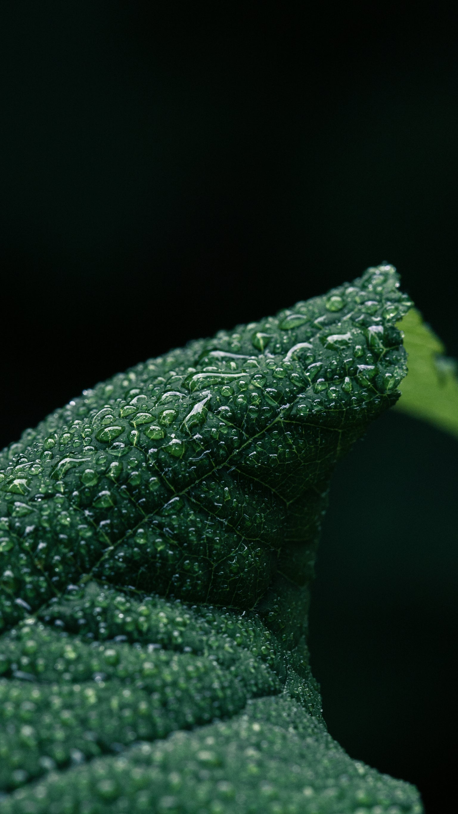Kreatives Ambiente und Fokus auf Details: Dunkle Natur-Fotografie – Lassen Sie uns über Ihr Projekt in Mühldorf a. Inn und Umgebung sprechen – geschmacksRaum® WERBEAGENTUR