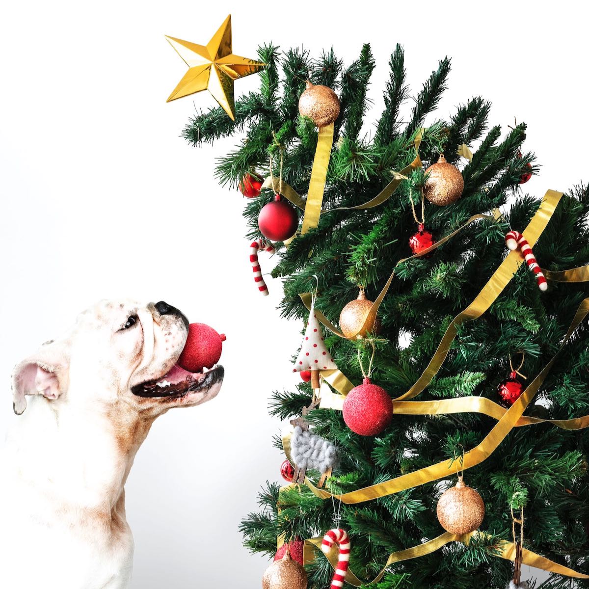 geschmacksRaum_Frohe_Weihnachten_2018_1-f